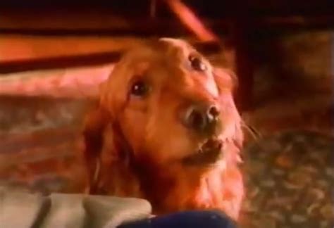 did the bush bean guy die|Duke, the Bushs Baked Beans Dog, Has Died